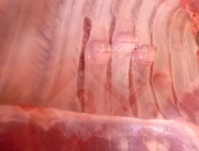 Figure 2. Midshaft bony exostoses on the ribs of&nbsp;a slaughtered pig.
